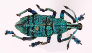 Biofotones de color verde brillante sobre un escarabajo (YALEUNIVERSITY)
